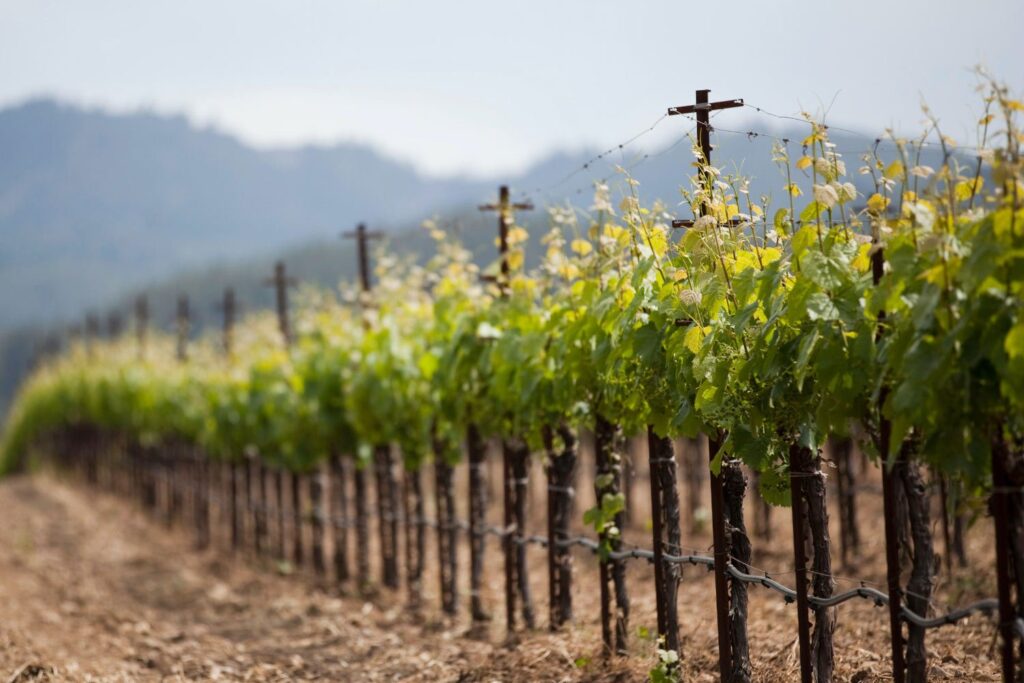 Vineyard